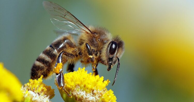 abeille