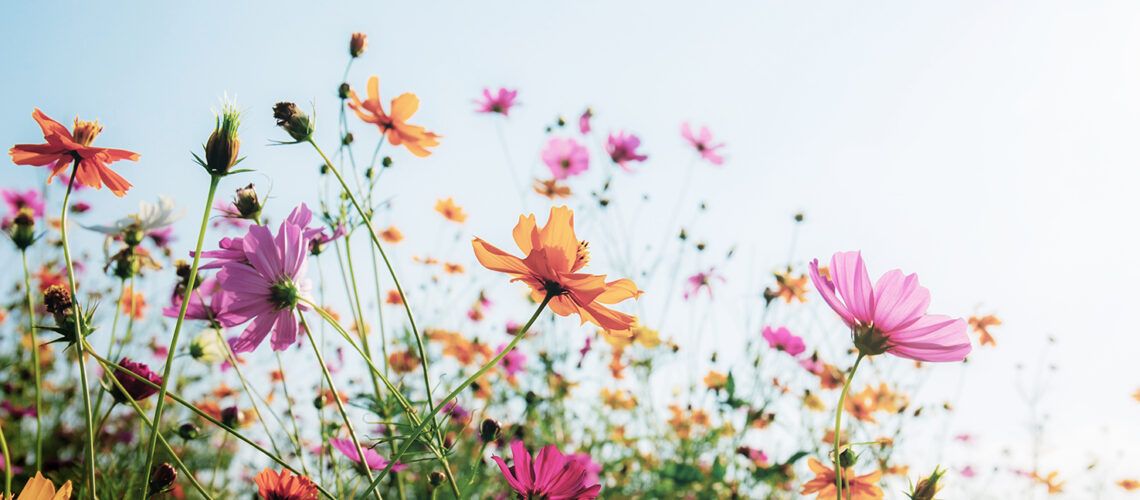 cosmos-with-colorful-at-sunlight